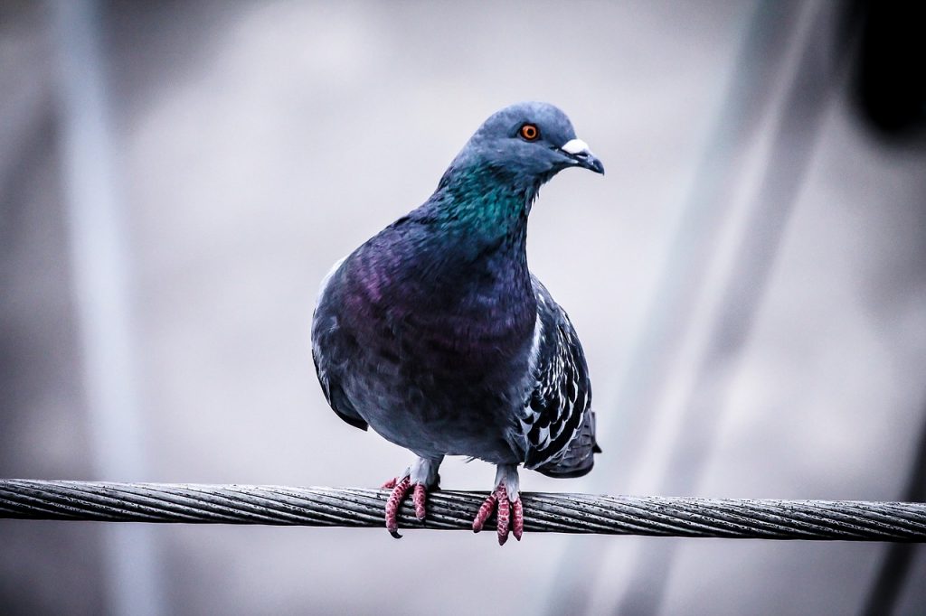 Comment Les Pigeons Voyageurs Savent Ou Aller