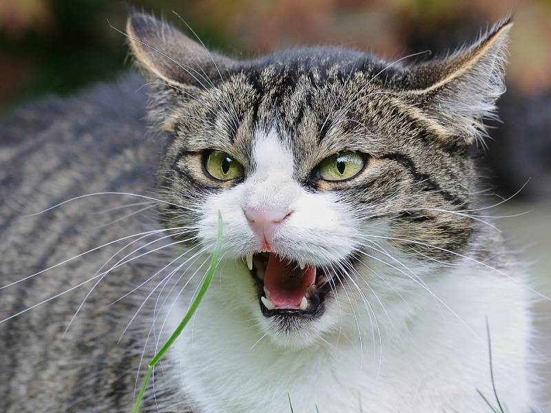 Comment réagir face à une morsure de chat ? AdC