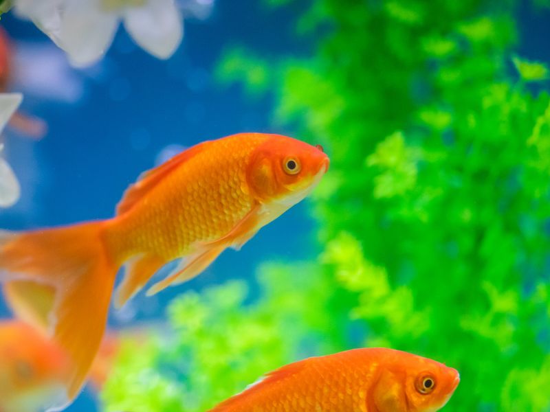 Comment fabriquer un aquarium pour poissons rouges — free download